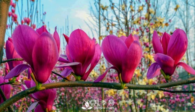 南陽(yáng)南召：玉蘭飄香溢山鄉(圖3)