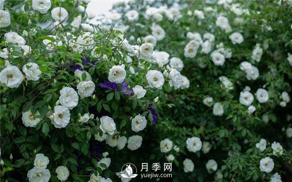 月季網(wǎng)推薦9個(gè)花園藤本月季品種！(圖1)