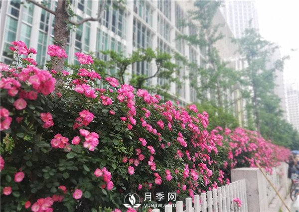 月季在小區內打造景觀(guān)，真的太美了太高檔了！(圖2)