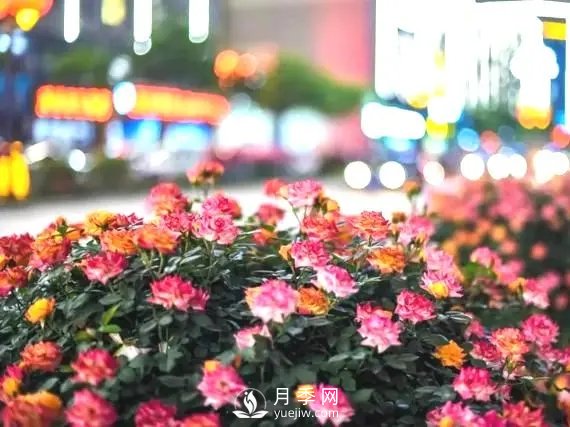 月季在小區內打造景觀(guān)，真的太美了太高檔了！(圖1)