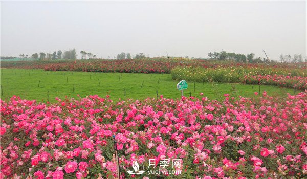 多頭豐花月季有那些品種，豐花月季排行榜！(圖1)