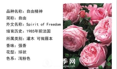 藤本月季經(jīng)典品種介紹，每一款都很美(圖4)