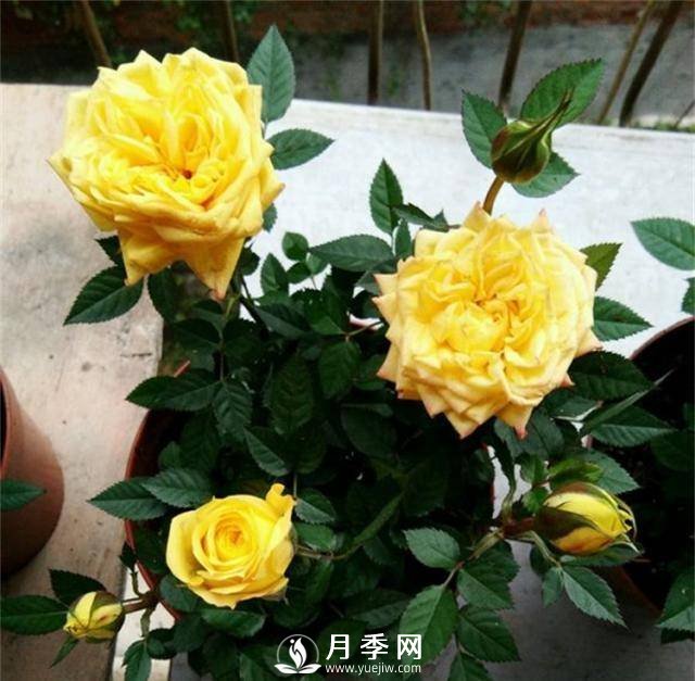 月季謝花后快速復花的方法(圖1)
