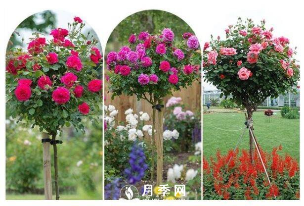 美哭！超級棒的棒棒糖迷你月季樹(shù)(圖2)