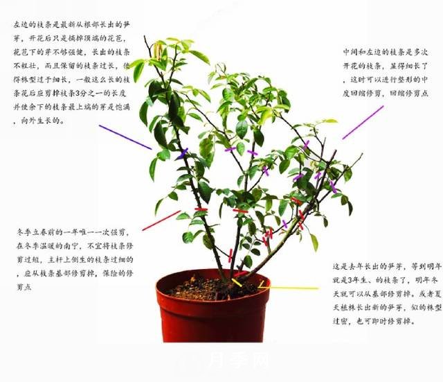 月季修剪圖解 月季網(wǎng)有詳細說(shuō)明(圖1)