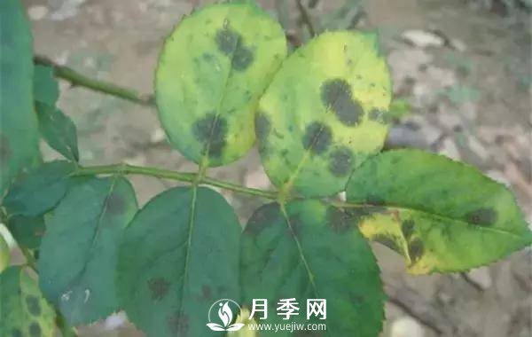 養護好月季花，這些蟲(chóng)害技巧你要知道(圖1)