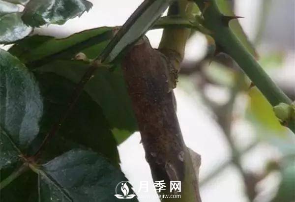 養護好月季花，這些蟲(chóng)害技巧你要知道(圖9)