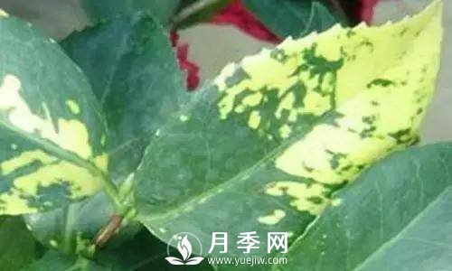 養護好月季花，這些蟲(chóng)害技巧你要知道(圖7)