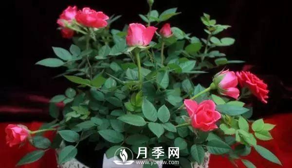 養護好月季花，這些蟲(chóng)害技巧你要知道(圖6)
