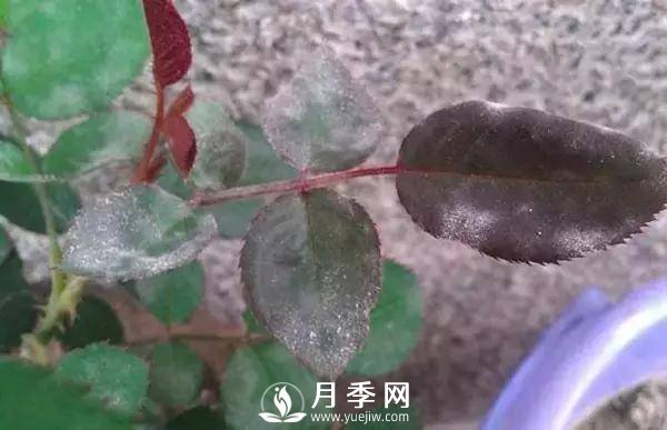 養護好月季花，這些蟲(chóng)害技巧你要知道(圖3)