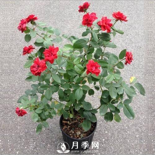 養護好月季花，這些蟲(chóng)害技巧你要知道(圖8)