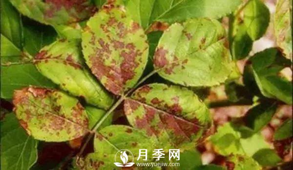 養護好月季花，這些蟲(chóng)害技巧你要知道(圖5)