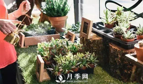 養護好月季花，這些蟲(chóng)害技巧你要知道(圖4)