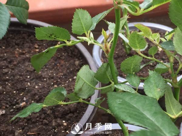 養護好月季花，這些蟲(chóng)害技巧你要知道(圖2)