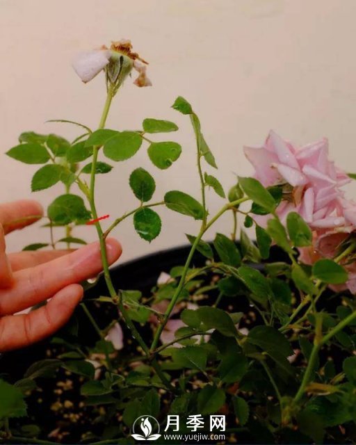 月季花謝以后，簡(jiǎn)單3步操作，20天冒花苞，30天開(kāi)爆盆(圖1)