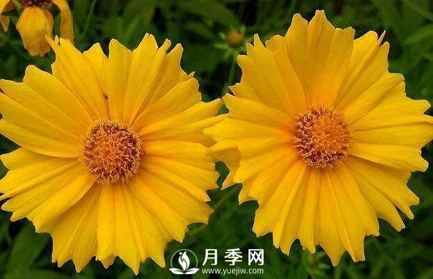 養盆“它”，比皇帝菊好看，比月季好養，花開(kāi)120天。(圖1)