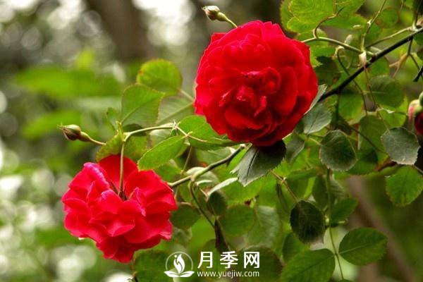 養月季盆栽，就用“5招”技巧，養護大半年，花開(kāi)艷麗！(圖2)