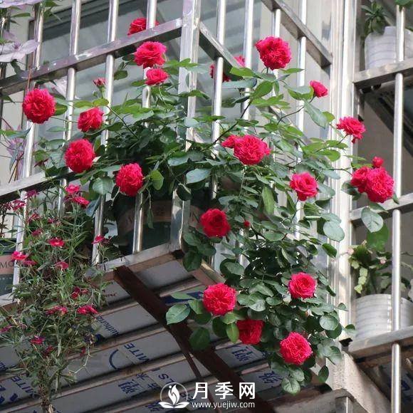半米防盜窗養藤本月季，養成月季花園(圖11)