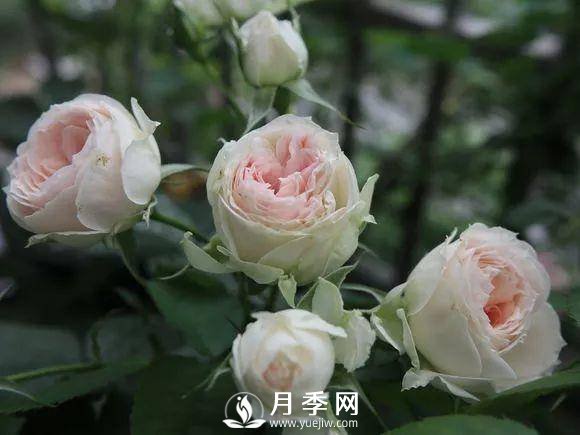 半米防盜窗養藤本月季，養成月季花園(圖7)