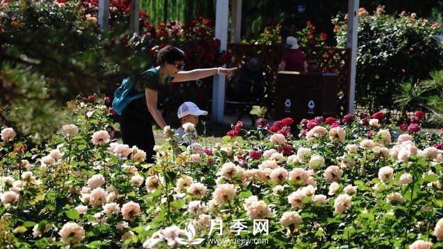 陶然亭公園勝春山房景區月季開(kāi)放正當時(shí)(圖1)