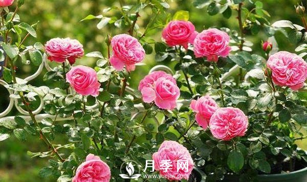 夏季月季花開(kāi)的越來(lái)越小怎么辦？(圖1)