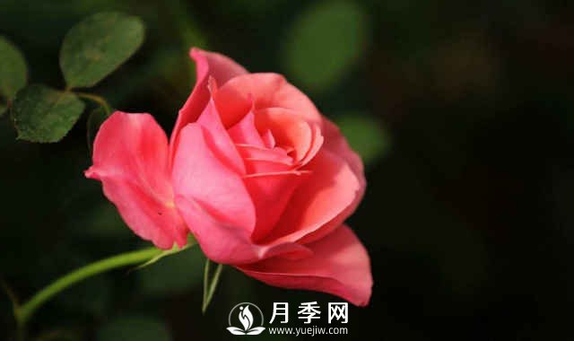 月季，又叫月月紅，花中皇后，四季常開(kāi)(圖1)