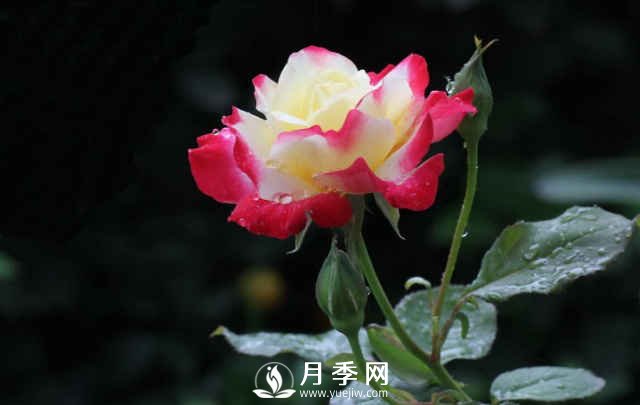月季，又叫月月紅，花中皇后，四季常開(kāi)(圖4)