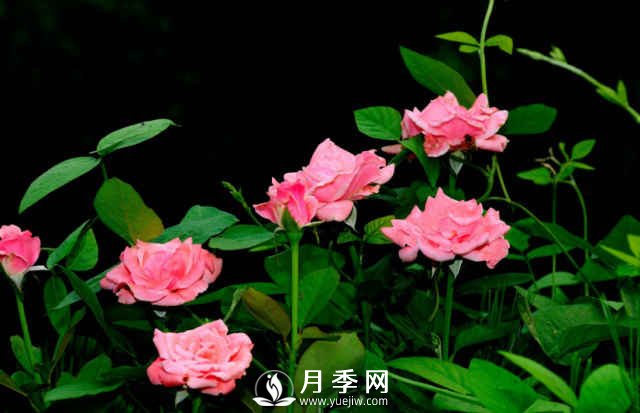月季，又叫月月紅，花中皇后，四季常開(kāi)(圖2)