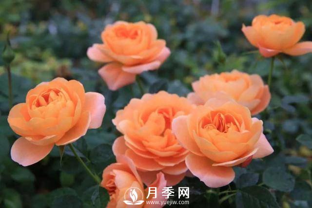 月季萌發(fā)新枝時(shí)，應該如何施肥(圖1)
