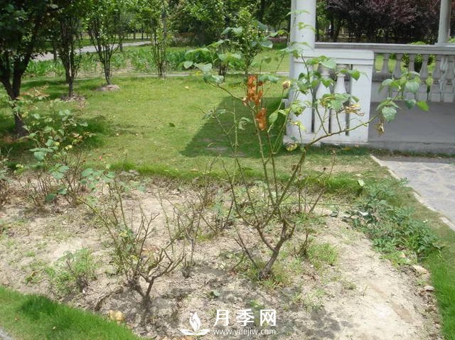 你的月季需要這樣養護才能開(kāi)花不斷(圖3)