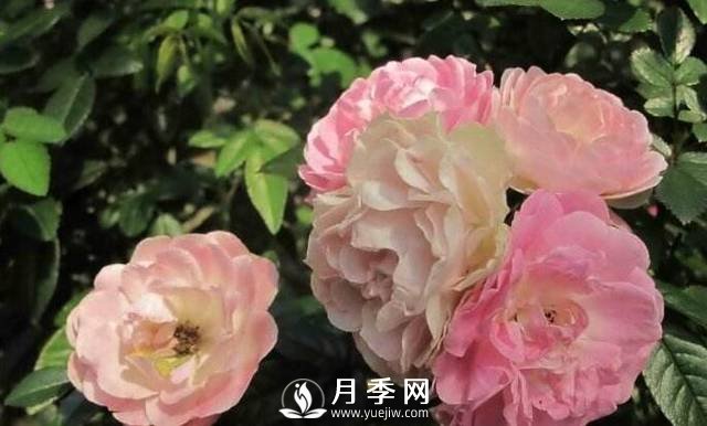 只要對月季做一個(gè)動(dòng)作，就能讓一枝頭八朵花綻放(圖1)