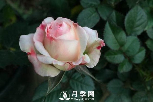 這么多迷人的月季品種，你喜歡哪一個(gè)(圖1)