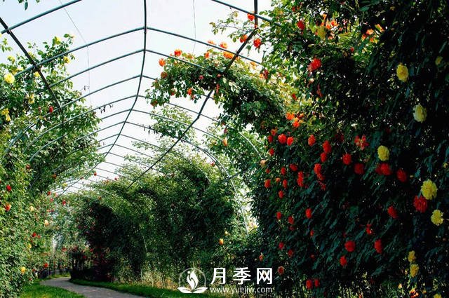 目前國內***大的月季主題游園你知道在哪嗎(圖1)