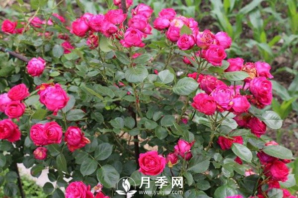 炎熱夏季，如何月季養護你知道嗎(圖3)
