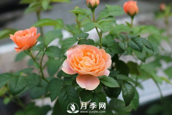 炎熱夏季，如何月季養護你知道嗎(圖2)
