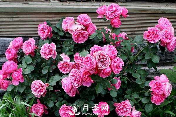 炎熱夏季，如何月季養護你知道嗎(圖1)
