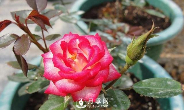 你的盆栽月季是不是又焉了。來(lái)看盆栽月季養殖的注意事項(圖1)