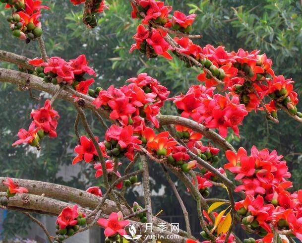 喬木灌木區別及常見(jiàn)喬木灌木名字(圖1)