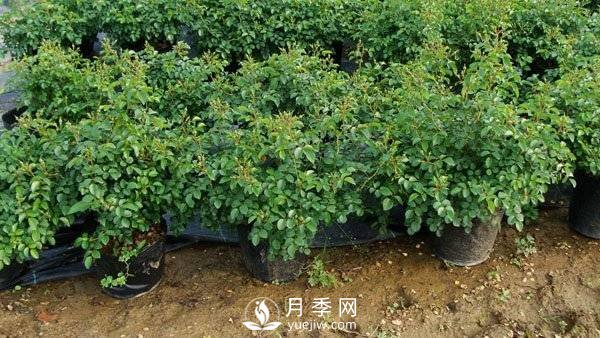 喬木灌木區別及常見(jiàn)喬木灌木名字(圖7)