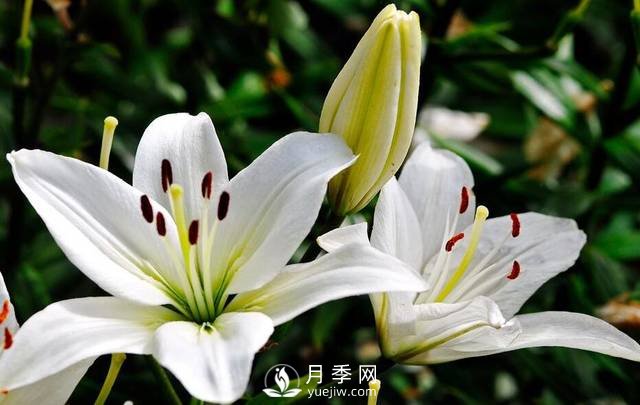 百合花怎么養 百合花盆栽的養殖方法(圖1)