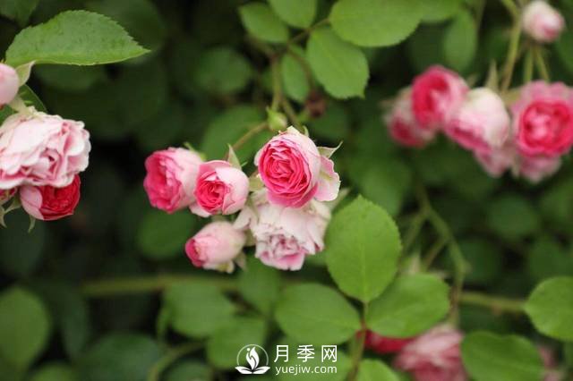 這些高清月季美圖 別說(shuō)你已經(jīng)有了(圖1)
