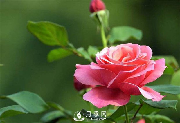 為什么很多＂玫瑰＂其實(shí)是月季嗎？(圖1)