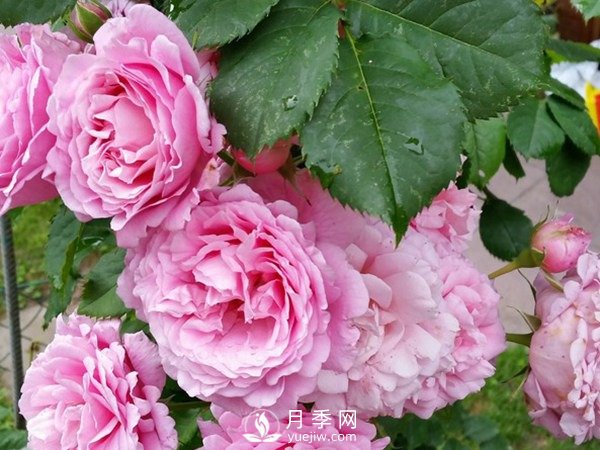 陽(yáng)臺上種藤本月季方法你知道了嗎？(圖1)