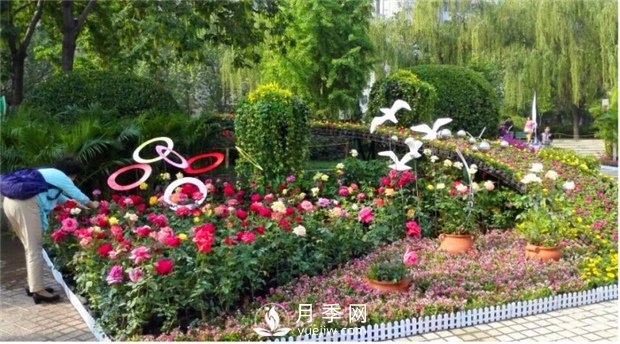 鄭州市2015年第二十一屆月季花展景觀(guān)(圖3)