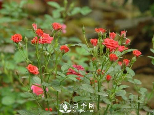 微型月季的種植養護管理(圖1)