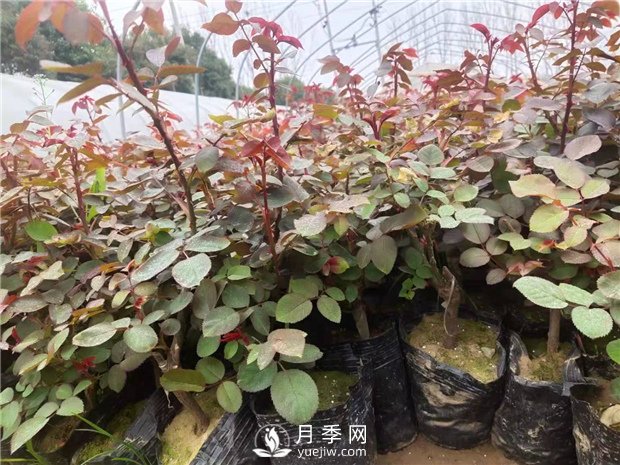 養月季比較好的基質(zhì)配方是什么(圖1)