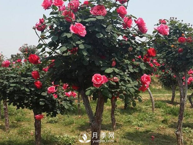 南陽(yáng)達士營(yíng)的月季走出了工業(yè)化路子(圖1)