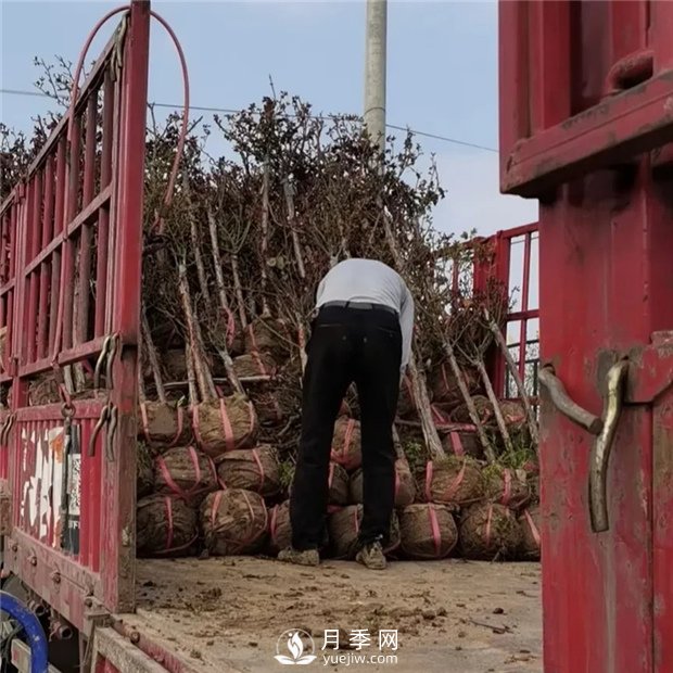 南陽(yáng)精品樹(shù)狀月季，讓城市景觀(guān)更美麗(圖4)