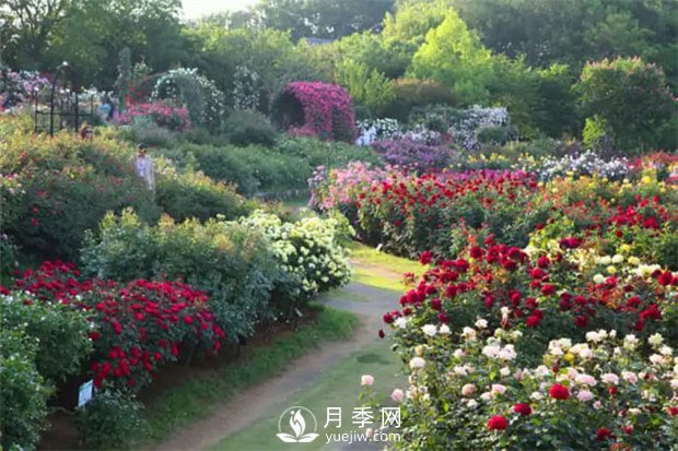 園林植物搭配技巧，不同觀(guān)賞植物的配置組合(圖1)