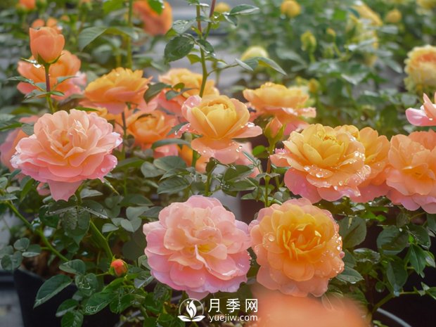 月季芽太多，要不要抹？(圖1)